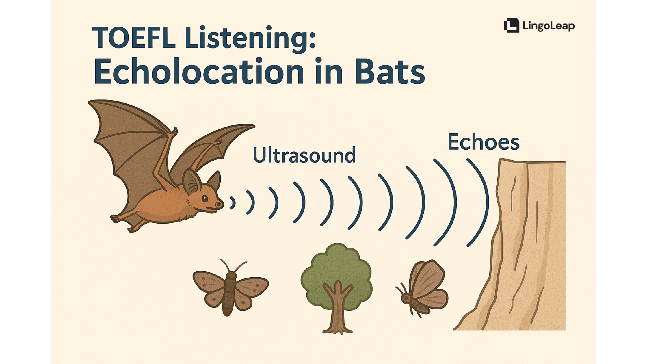 托福听力Lecture2精讲:Echolocation Bats蝙蝠回声定位真题解析+避坑指南